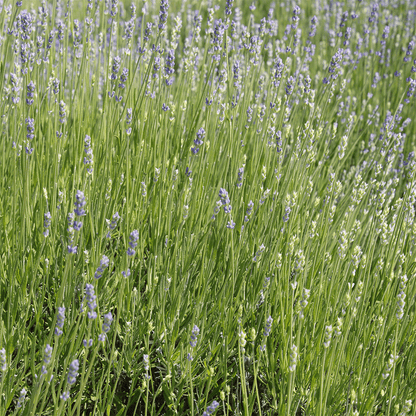 Bio Lavendelblüten