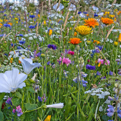 Bienentraum Blumenwiese