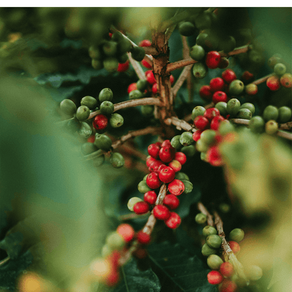 Bio Kaffee Ambosa